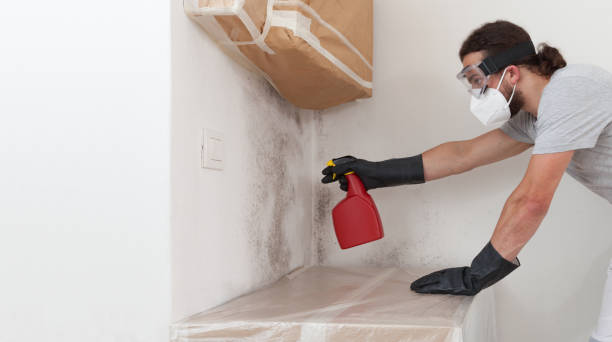 Professional Basement Mold Remediation technician working in Norwood, NY